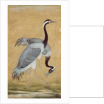 A pair of Saras birds by Unknown