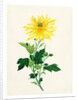 Chrysanthemum by Unknown