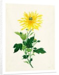 Chrysanthemum by Unknown