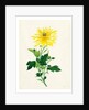 Chrysanthemum by Unknown
