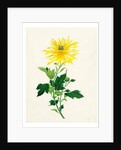 Chrysanthemum by Unknown