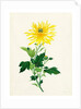 Chrysanthemum by Unknown