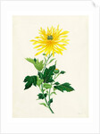 Chrysanthemum by Unknown