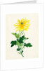 Chrysanthemum by Unknown