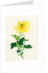 Chrysanthemum by Unknown
