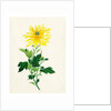 Chrysanthemum by Unknown
