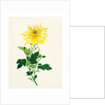 Chrysanthemum by Unknown