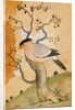 Black Headed Myna bird on a tree-trunk. Punjab, India, 19th century by Unknown