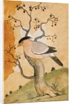 Black Headed Myna bird on a tree-trunk. Punjab, India, 19th century by Unknown