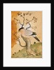 Black Headed Myna bird on a tree-trunk. Punjab, India, 19th century by Unknown