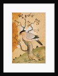 Black Headed Myna bird on a tree-trunk. Punjab, India, 19th century by Unknown