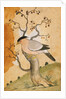 Black Headed Myna bird on a tree-trunk. Punjab, India, 19th century by Unknown