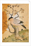 Black Headed Myna bird on a tree-trunk. Punjab, India, 19th century by Unknown