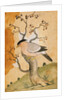 Black Headed Myna bird on a tree-trunk. Punjab, India, 19th century by Unknown