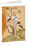 Black Headed Myna bird on a tree-trunk. Punjab, India, 19th century by Unknown