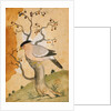 Black Headed Myna bird on a tree-trunk. Punjab, India, 19th century by Unknown