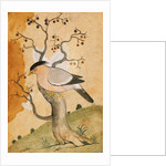 Black Headed Myna bird on a tree-trunk. Punjab, India, 19th century by Unknown