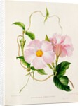 Orchid, Dipladenia Crassinoda by Unknown