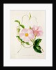 Orchid, Dipladenia Crassinoda by Unknown
