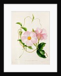 Orchid, Dipladenia Crassinoda by Unknown