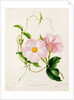 Orchid, Dipladenia Crassinoda by Unknown