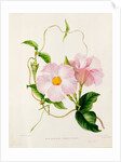 Orchid, Dipladenia Crassinoda by Unknown