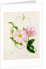 Orchid, Dipladenia Crassinoda by Unknown