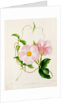 Orchid, Dipladenia Crassinoda by Unknown