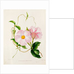 Orchid, Dipladenia Crassinoda by Unknown