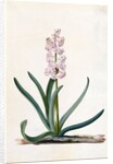 Hyacinth by Georg Dionysus Ehret