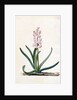 Hyacinth by Georg Dionysus Ehret