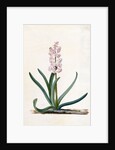 Hyacinth by Georg Dionysus Ehret