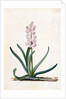 Hyacinth by Georg Dionysus Ehret