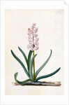 Hyacinth by Georg Dionysus Ehret