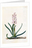Hyacinth by Georg Dionysus Ehret