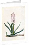Hyacinth by Georg Dionysus Ehret
