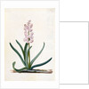 Hyacinth by Georg Dionysus Ehret