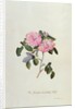 Striped Monthly Rose by Georg Dionysus Ehret