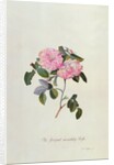 Striped Monthly Rose by Georg Dionysus Ehret