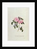 Striped Monthly Rose by Georg Dionysus Ehret