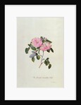 Striped Monthly Rose by Georg Dionysus Ehret