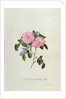 Striped Monthly Rose by Georg Dionysus Ehret