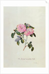 Striped Monthly Rose by Georg Dionysus Ehret