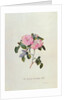 Striped Monthly Rose by Georg Dionysus Ehret