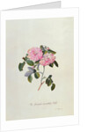 Striped Monthly Rose by Georg Dionysus Ehret