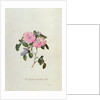 Striped Monthly Rose by Georg Dionysus Ehret