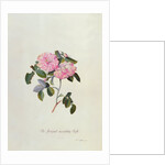 Striped Monthly Rose by Georg Dionysus Ehret
