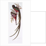 Fine Bird Books by Anonymous