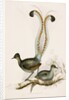 The Lyre Bird by Unknown