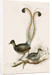 The Lyre Bird by Unknown